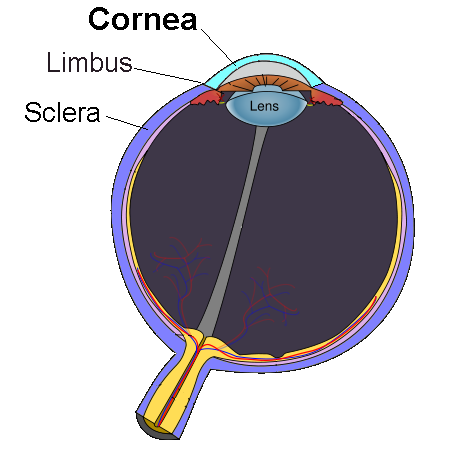 EyeBank CorneaView01